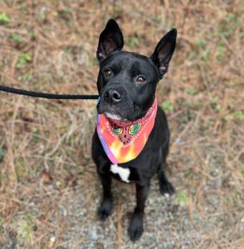 Mixed Breed Dogs Available for Adoption - Scout | PetCurious