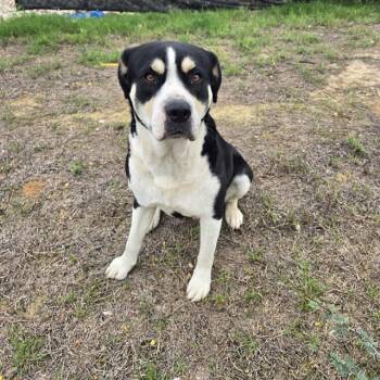 LEROY -  American Staffordshire Terrier Dog for Adoption in San Antonio, Texas - LEROY | PetCurious