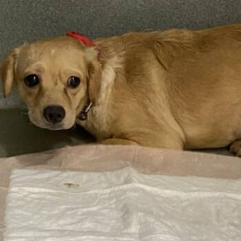 Mixed Breed and Terrier Dogs Available for Adoption in Westminster, California - WAGS-Stray-21509_2 | PetCurious