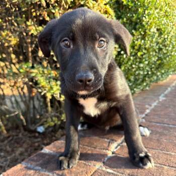 Mixed Breed Dogs Available for Adoption - Panda | PetCurious