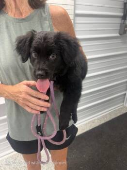 Link -  Collie and Retriever Dog for Adoption in Aurora, Illinois - Link | PetCurious