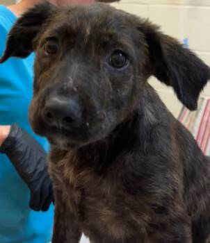 Pit Bull Terrier Dogs Available for Adoption in Elizabethton, Tennessee - STELLA | PetCurious
