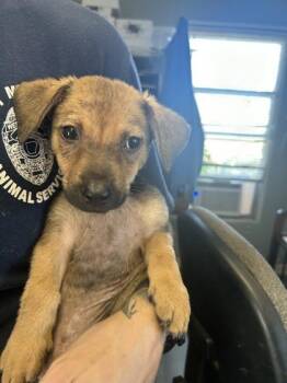 Arden -  Terrier and Mixed Breed Dog for Adoption in West Memphis, Arkansas - Arden | PetCurious