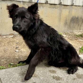 Australian Shepherd and Australian Cattle Dog Blue Heeler Dogs Available for Adoption in Warrensburg, Missouri - Jovi | PetCurious