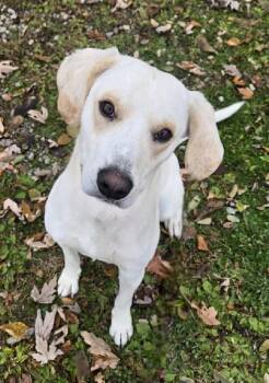 Rescue Labrador Retriever Dogs for Adoption in Aurora, Illinois - Wilbur | PetCurious