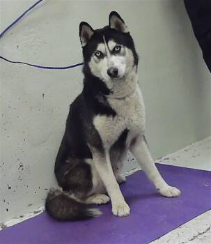 Siberian Husky and Mixed Breed Dogs Available for Adoption in Houston, Texas - PALMER | PetCurious