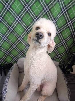 Standard Poodle Dogs Available for Adoption in Pacolet, South Carolina - Angus May 26 | PetCurious