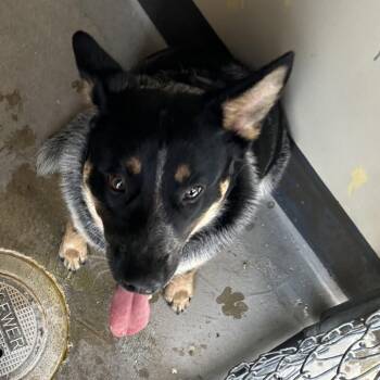 IVHS-Stray-141764 -  Cattle Dog Dog for Adoption in San Gabriel, California - IVHS-Stray-141764 | PetCurious