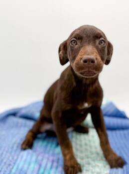 Terrier and Mixed Breed Dogs Available for Adoption - Penelope | PetCurious