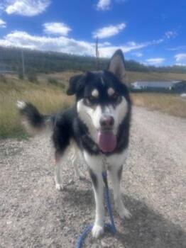 Milo -  Siberian Husky Dog for Adoption in Steamboat Springs, Colorado - Milo | PetCurious