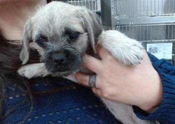 MIA -  Pug Dog for Adoption in Salinas, California - MIA | PetCurious