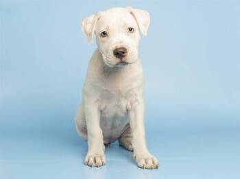 MARSHMALLOW -  Pit Bull Terrier and Labrador Retriever Dog for Adoption in Phoenix, Arizona - MARSHMALLOW | PetCurious