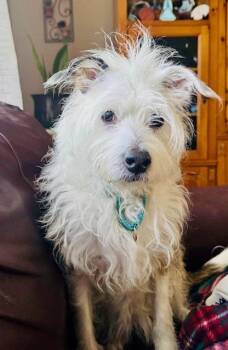 Rescue Maltipoo Dogs for Adoption in Tifton, Georgia - Bella | PetCurious