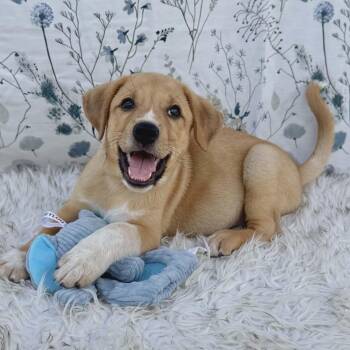 Shepherd Dogs Available for Adoption in Seguin, Texas - Sassafrass | PetCurious