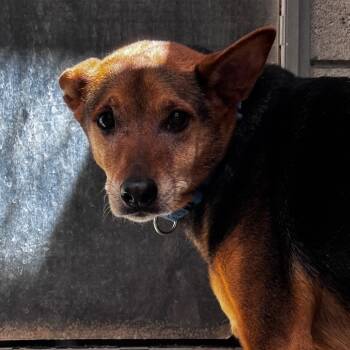 Rescue German Shepherd Dog Dogs for Adoption in Palm Springs, California - Boo Bear | PetCurious