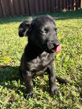 Golden Retriever and Shepherd Dogs Available for Adoption - Sleepy | PetCurious