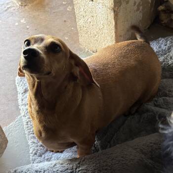 Maizee -  Dachshund Dog for Adoption in Blue Springs, Missouri - Maizee | PetCurious