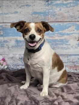 Chihuahua Dogs Available for Adoption in Sedalia, Colorado - Neo | PetCurious
