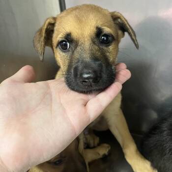 Paxton -  Retriever and Hound Dog for Adoption in Parrish, Alabama - Paxton | PetCurious