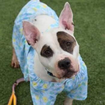 Princess Pat -  Mixed Breed Dog for Adoption in New York, New York - Princess Pat | PetCurious