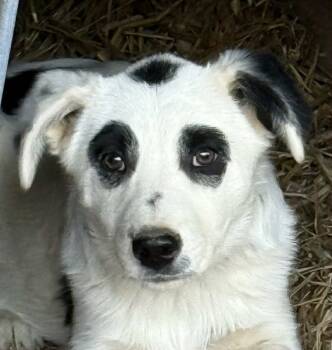 Rescue Australian Cattle Dog Blue Heeler Dogs for Adoption - Boo | PetCurious