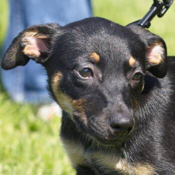 Juniper -  Mixed Breed Dog for Adoption in South Elgin, Illinois - Juniper | PetCurious