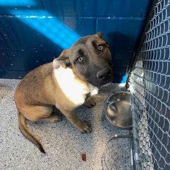 Anatolian Shepherd Dogs Available for Adoption - Theo | PetCurious