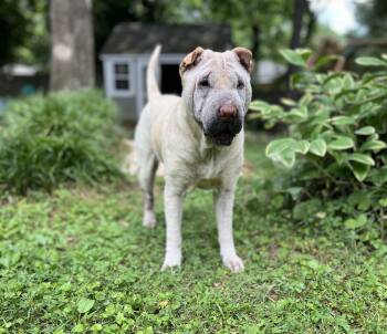 Alice -  Shar Pei Dog for Adoption in Cornelius, North Carolina - Alice | PetCurious