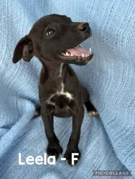 Leela -  Mixed Breed Dog for Adoption in Waunakee, Wisconsin - Leela | PetCurious