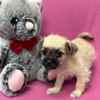 Terrier Dogs Available for Adoption - Saint | PetCurious