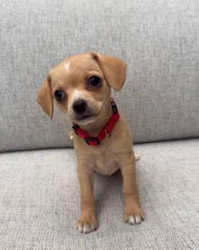 Marshmallow -  Chihuahua Dog for Adoption in Manhattan Beach, California - Marshmallow | PetCurious