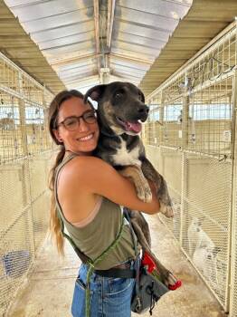 Rescue Mixed Breed Dogs for Adoption in Fort Collins, Colorado - Curious Fellow | PetCurious