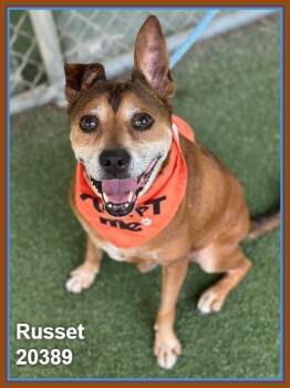 RUSSET -  Hound and Shepherd Dog for Adoption in Marietta, Georgia - RUSSET | PetCurious