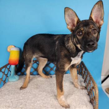 Mimosa -  Shepherd Dog for Adoption in Fort Wayne, Indiana - Mimosa | PetCurious