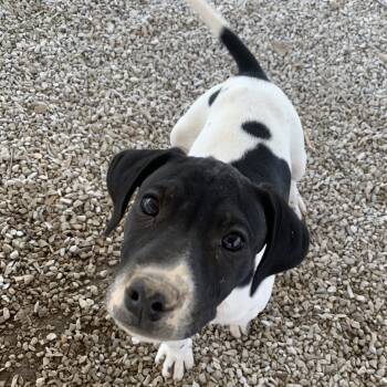 Rescue Jack Russell Terrier and Mixed Breed Dogs for Adoption in Washburn, Missouri - Reebok | PetCurious