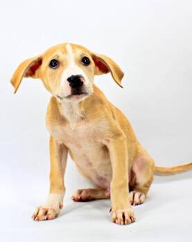 Matt -  Labrador Retriever and Mixed Breed Dog for Adoption in Morton Grove, Illinois - Matt | PetCurious