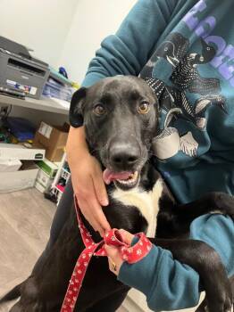 Labrador Retriever and Mixed Breed Dogs Available for Adoption - Funky | PetCurious