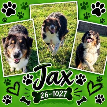 Jax -  Australian Shepherd Dog for Adoption in Georgetown, Kentucky - Jax | PetCurious