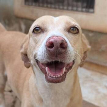 Bruna (20260924-02) -  Labrador Retriever and Mixed Breed Dog for Adoption in Niagara Falls, Ontario - Bruna (20260924-02) | PetCurious