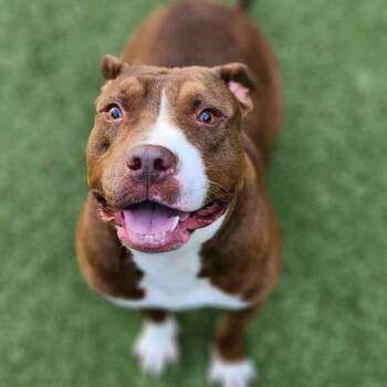Rescue Pit Bull Terrier Dogs for Adoption in Greensboro, North Carolina - Feebe | PetCurious