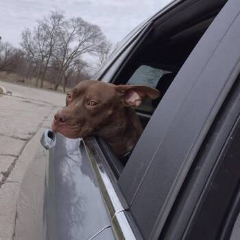 Mixed Breed Dogs Available for Adoption - Pattie | PetCurious