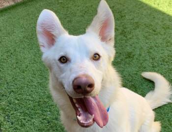 SAVE ME PLEASE Snow - IDA552841 -  Shepherd Dog for Adoption in San Marcos, California - SAVE ME PLEASE Snow - IDA552841 | PetCurious
