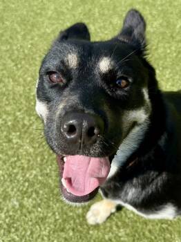 Rescue Mixed Breed Dogs for Adoption in Wichita, Kansas - Nala | PetCurious