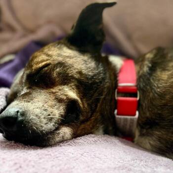 Louise -  Terrier Dog for Adoption in Bloomfield, Connecticut - Louise | PetCurious