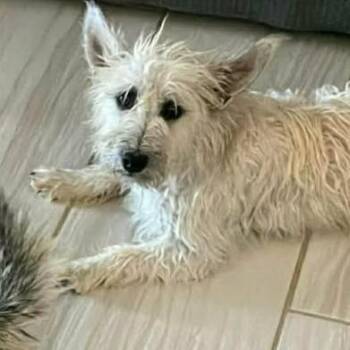 Schnauzer and Mixed Breed Dogs Available for Adoption in Alma, Wisconsin - Jenni | PetCurious