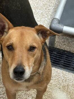 GUNNER -  Foxhound and Mixed Breed Dog for Adoption in Pueblo, Colorado - GUNNER | PetCurious