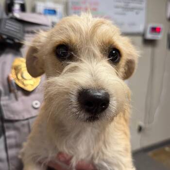 Grumps -  Terrier Dog for Adoption in Yuma, Arizona - Grumps | PetCurious