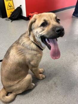 Mike -  Mixed Breed Dog for Adoption in West Chester, Pennsylvania - Mike | PetCurious