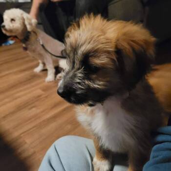 Terrier Dogs Available for Adoption in New London, Wisconsin - Frack | PetCurious