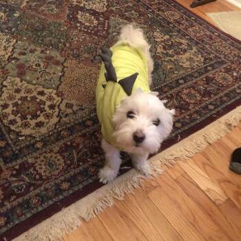 Yoshi -  Maltese and Bichon Frise Dog Available for Adoption in Bellingham, Washington - Yoshi | PetCurious
